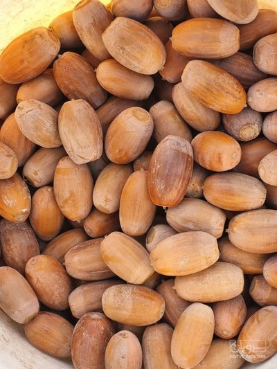 فروش بلوط خوراکی