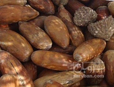 فروش بلوط خوراک دام