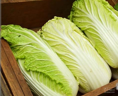 فروش کاهو سفید