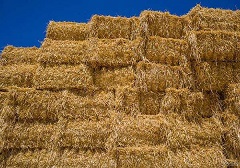 فروش کاه و کلش گندم