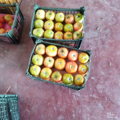 فروش گوجه فرنگی