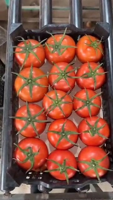 فروش گوجه فرنگی