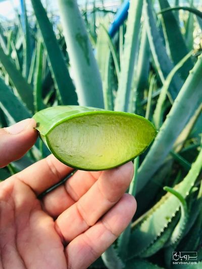 فروش آلوئه ورا