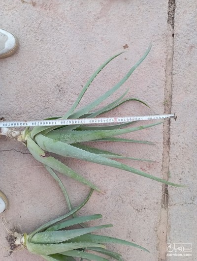 فروش آلوئه ورا