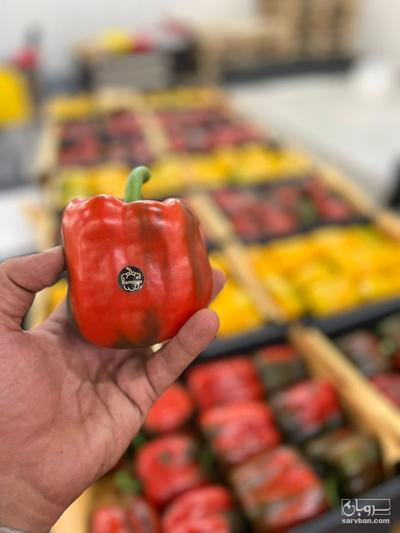 فلفل دلمه رنگی
