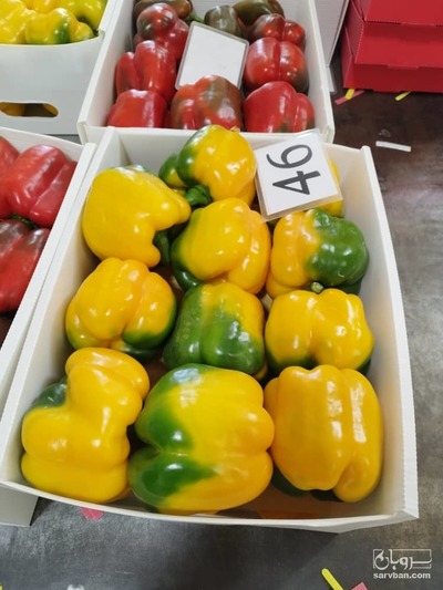 فلفل دلمه ایی رنگی