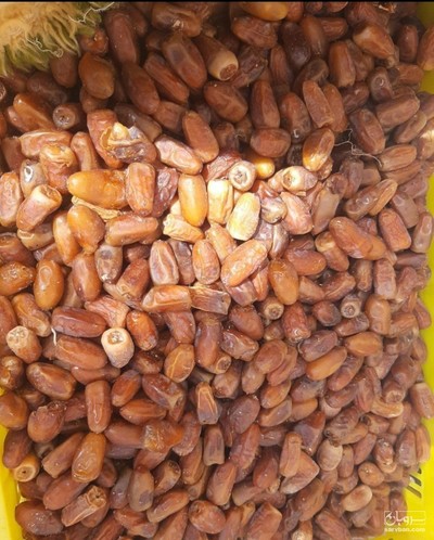 فروش خرما