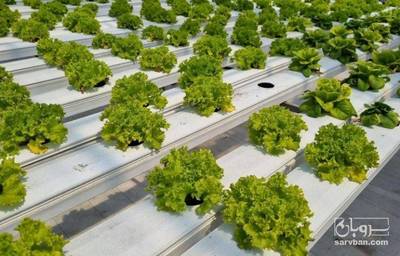 فروش کاهو فرانسوی سبز