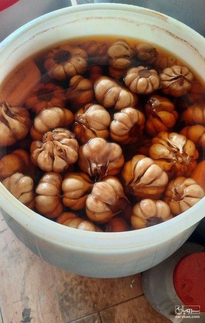 فروش سیر ترشی