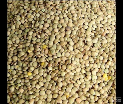 فروش عدس