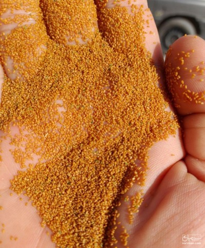 فروش خاکشیر