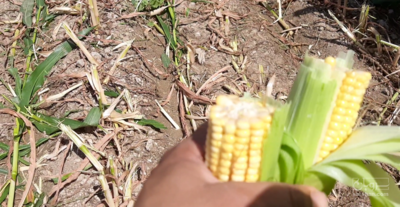 فروش چاپر ذرت - سیلاژ ذرت