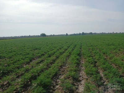 فروش شوید تازه صادراتی