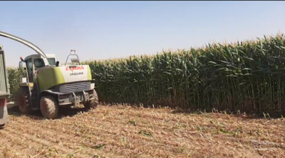 فروش ذرت علوفه ایی