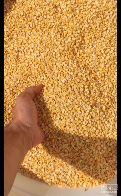 فروش نخود کفتری - لپه