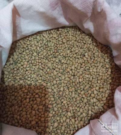 فروش لوبیا چشم بلبلی