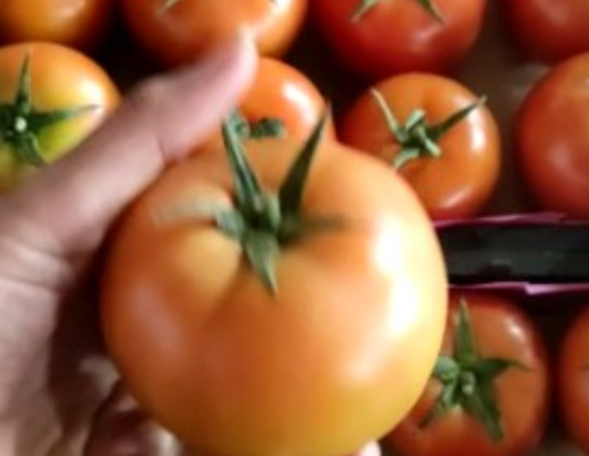 فروش گوجه فرنگی 4129