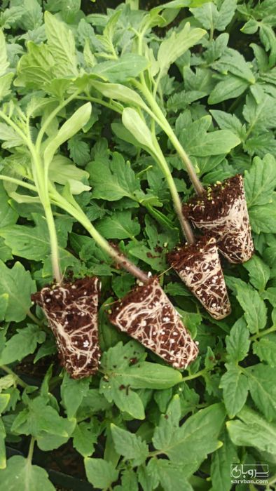 فروش نشا گوجه فرنگی رفع راش و جی اس