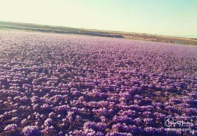 فروش زعفران