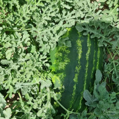 فروش هندوانه بیضی