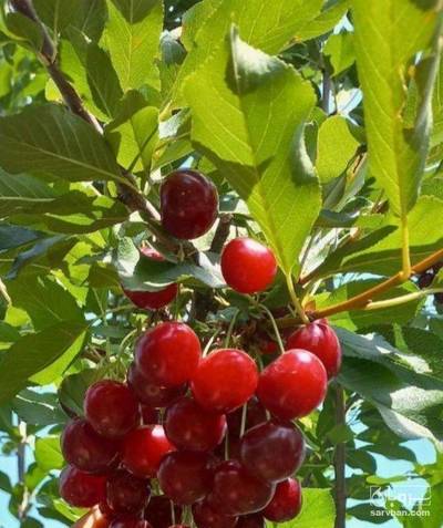 فروش آلبالو