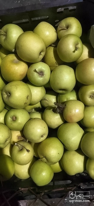 فروش سیب زرد
