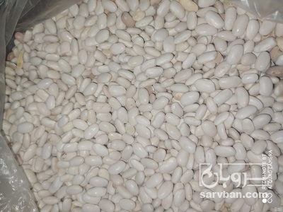 فروش لوبیا سفید