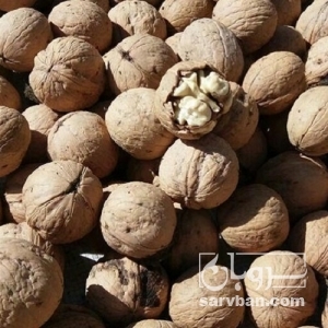 فروش گردو