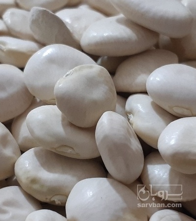 فروش لوبیا سفید نرمه