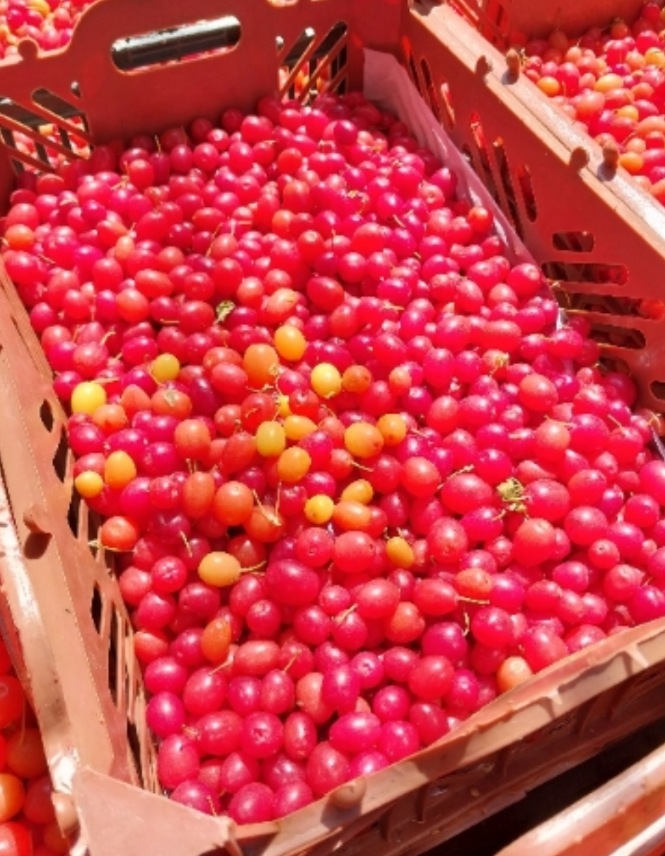 فروش زغال اخته تازه