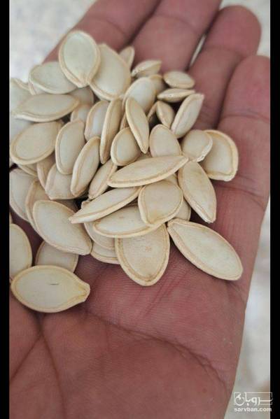 فروش تخمه  کدو بو داده