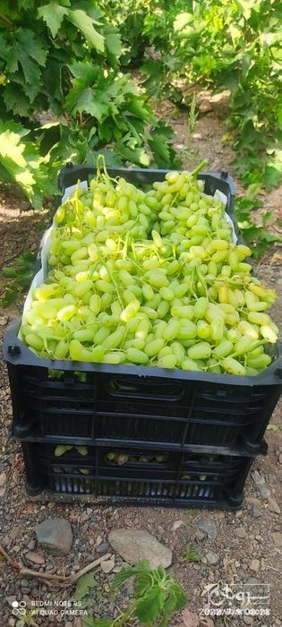 فروش انگور بی دانه بیکامی