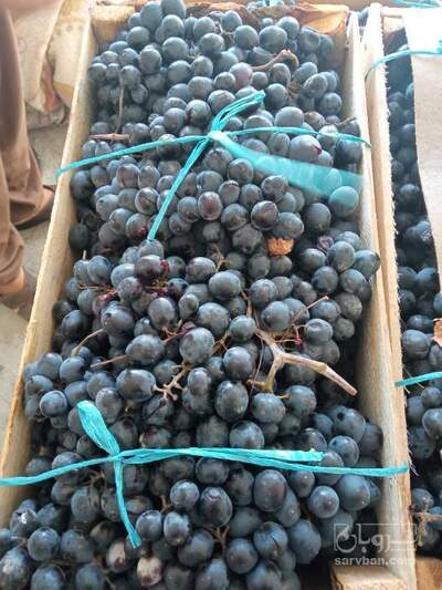 فروش انگور