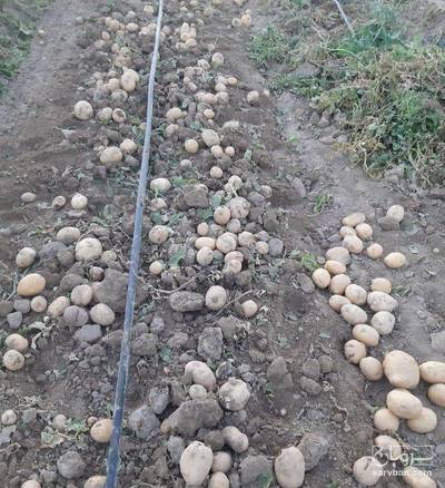 فروش سیب زمینی