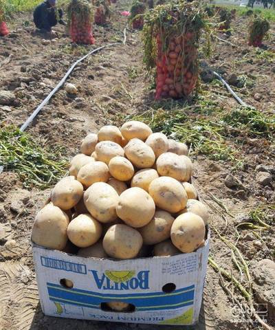 فروش سیب زمینی