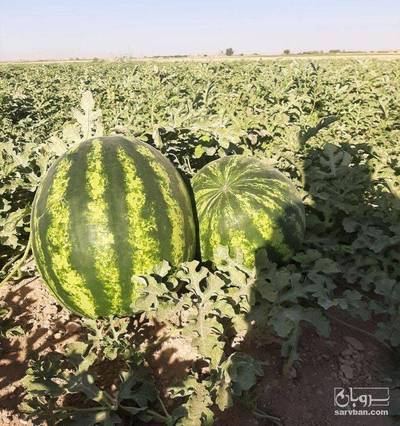 فروش هندوانه