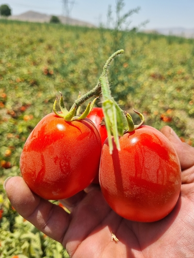 فروش گوجه فرنگی