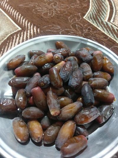 فروش خرماربی