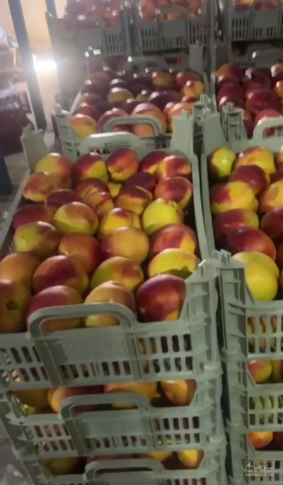 فروش شلیل سورت شده