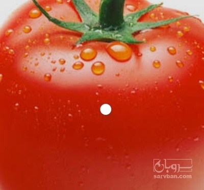 فروش گوجه فرنگی