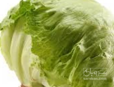 فروش کاهو ایسبرگ و رومانو