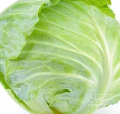 فروش کلم برگی