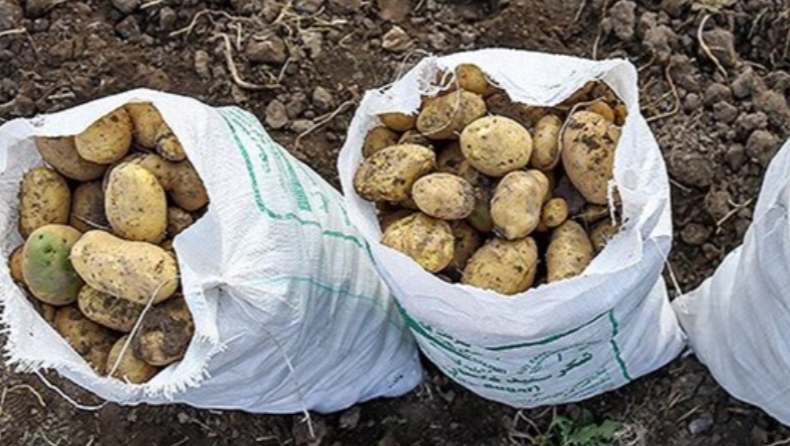 فروش سیب زمینی