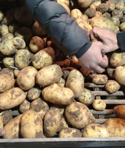 فروش سیب زمینی جلی