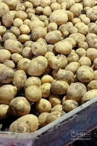 فروش سیب زمینی مارفونا