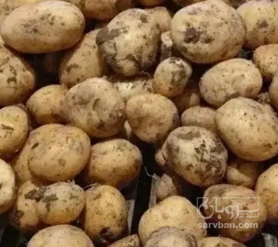 فروش سیب زمینی سانتا
