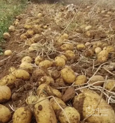 فروش سیب زمینی سیفرا