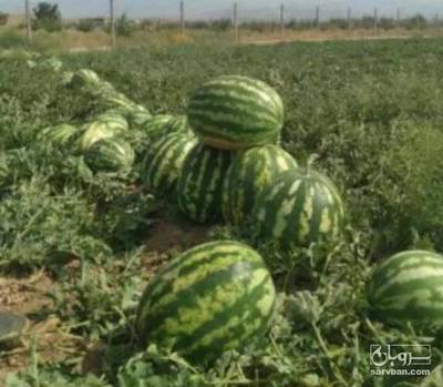 فروش هندوانه