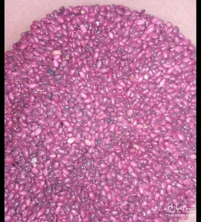 فروش لوبیا قرمز