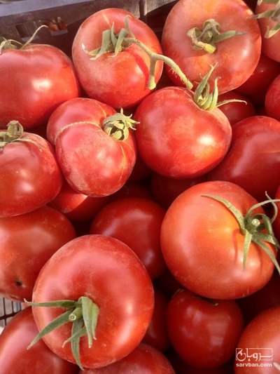 فروش گوجه فرنگی